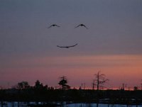 Создать мем Птицы