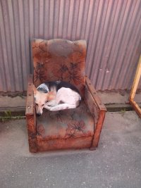 Создать мем Собака