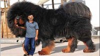 Создать мем Тибетский мастиф