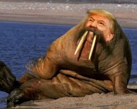 Создать мем Трамп