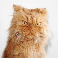 Создать мем Злой кот 20