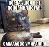 когда ушол и не покормил кота!!! сааааассс умираю!!!!