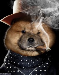 Создать мем Chow Dog Smoking Cowboy - pictures
