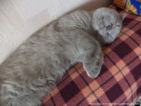Создать мем Дневник Барсика ПРИСОДИНЯЙСЯ