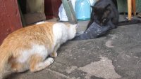 Создать мем Кот ест голубя
