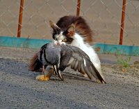 Создать мем Кот поймал голубя