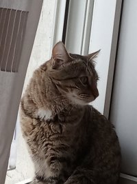 Создать мем Кот Васька
