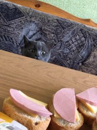 Создать мем Котэ