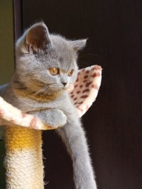 Создать мем Котэ