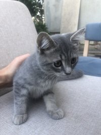 Создать мем Котики