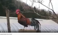 Создать мем ПЕТУХ Сука