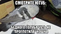 смотрите ютуб: бедного голубя чуть не "проглотила" кошка