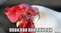  ппок пок пок пок пок