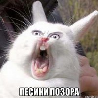  песики позора