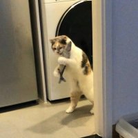 Создать мем Кот и рыба