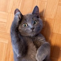 Создать мем Кот отдает честь