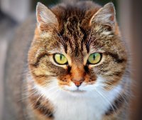 Создать мем Котик говнотик
