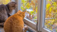 Создать мем КОТЫ БЕЛКА