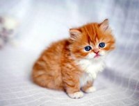 Создать мем Милый котик тебя сожрёт