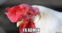 ya admin