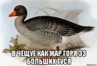  в чещуе как жар горя 33 больших гуся