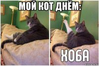 мой кот днём: 