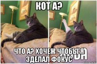 кот а? что а? хочеж чтобы я зделал фокус