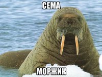 сема моржик