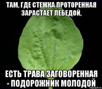 там, где стежка проторенная зарастает лебедой, есть трава заговоренная - подорожник молодой