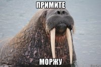 примите моржу