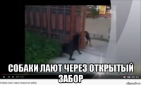  собаки лают через открытый забор