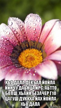  хьо дала декъал йойла йинчу даьнца ирс, аьтто болш, хьайн безачер г1о цагуш дуккха йах йойла хьо дала