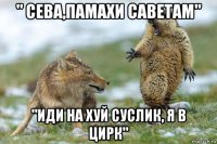 " сева,памахи саветам" "иди на хуй суслик, я в цирк"