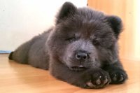 Создать мем 9 Safe Foods To Give As Dog Treats