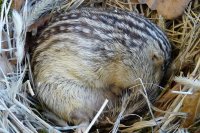 Создать мем African ground squirrel - Hibernation