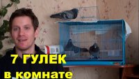 Создать мем Голубь Райс и компания 7 ГУЛЕК В КОМНАТЕ