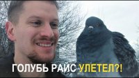 Создать мем Голубь Райс и компания ГОЛУБЬ РАЙС УЛЕТЕЛ