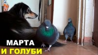 Создать мем Голубь Райс и компания МАРТА И ГОЛУБИ