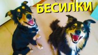 Создать мем Голубь Райс и компания