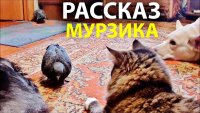 Создать мем Голубь Райс и компания