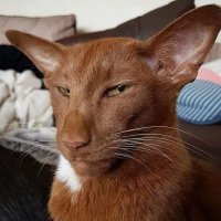 Создать мем Хитрый кот