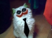Создать мем Кот джокера