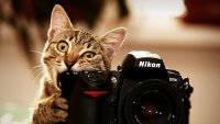 Создать мем Кот и фотоапарат