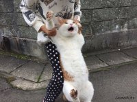 Создать мем Кот