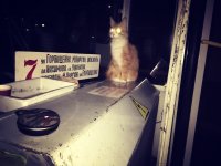 Создать мем КОТ