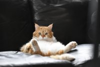 Создать мем Коть