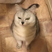 Создать мем Кот