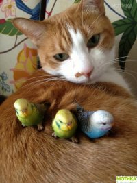 Создать мем Коты и попугаи