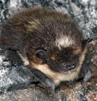 Создать мем Northern bat