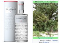 Создать мем The Botanist - Можжевельник бермудский